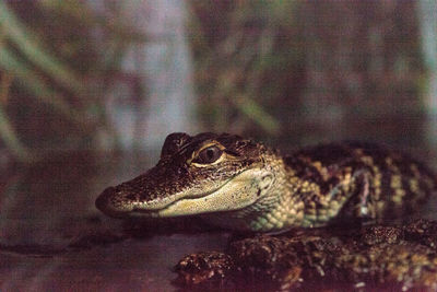 Close-up of a lizard