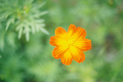 Directly above shot of orange flower blooming outdoors