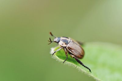 Close-up of insect on leaf