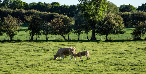 Sheep farm 