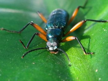 Close-up of insect on leaf