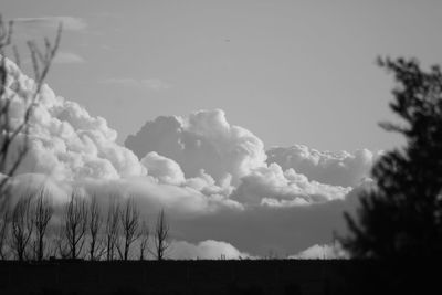 Silhouette of trees on landscape