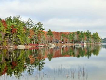 Reflection of trees in water