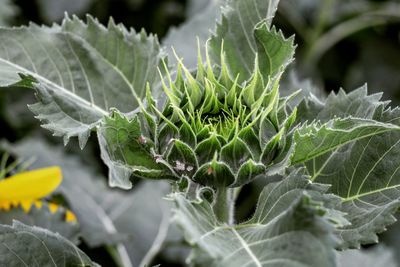 Close-up of fresh green plant