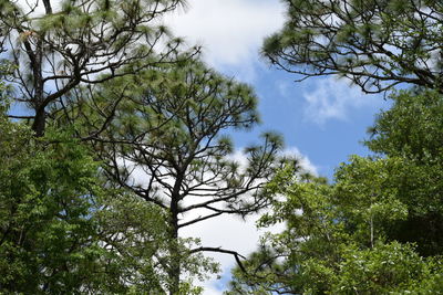 Low angle view of trees