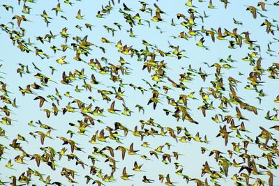 Low angle view of birds flying