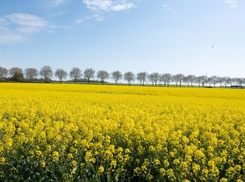 Scenic view of oilseed rape field against sky