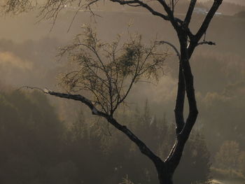 Bare tree against sky during sunset