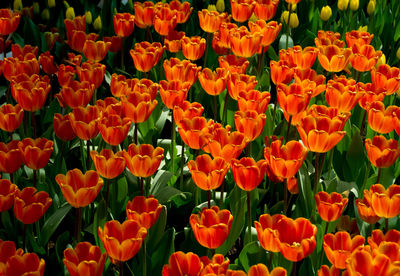 Full frame shot of red tulips