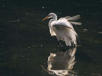 White heron in lake