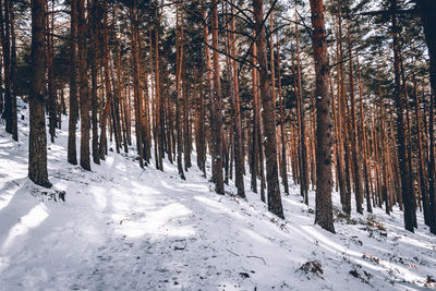 Trees in forest during winter