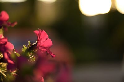 Close-up of pink flower blooming outdoors