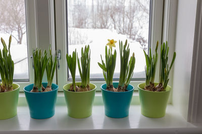 Potted plants on window sill at home