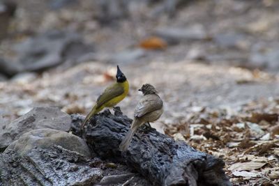 Bird perching on rock