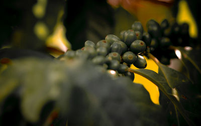 Close-up of grapes growing in farm