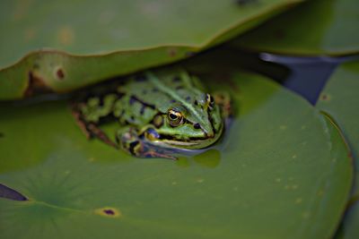 Close-up of frog on green leaves