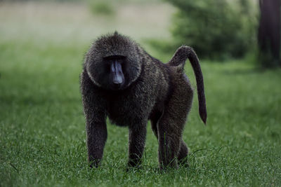 animal
