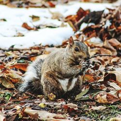 Close-up of squirrel