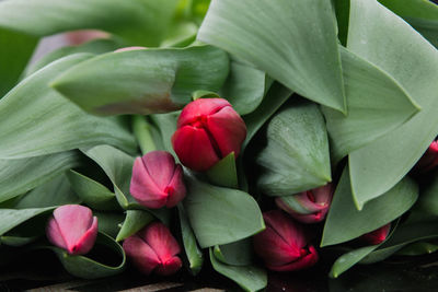 Close-up of pink flowering plant