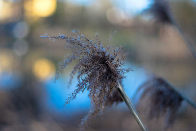 Close-up of plant against blurred background