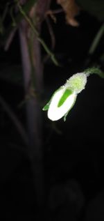 Close-up of white flowering plant at night