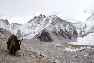 Horse on snow covered mountain against sky