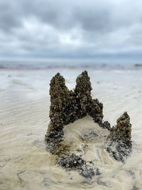 Close-up of lichen on beach against sky