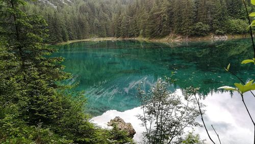 Reflection of trees in lake