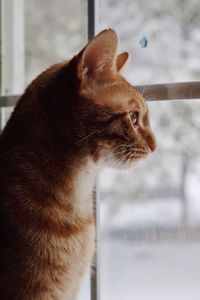 Orange kitten looking out the window