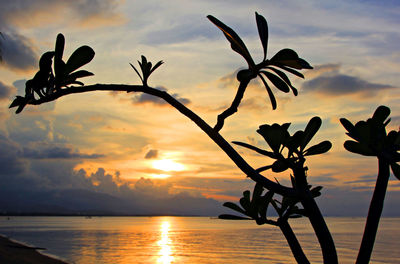 Silhouette plants against sea during sunset