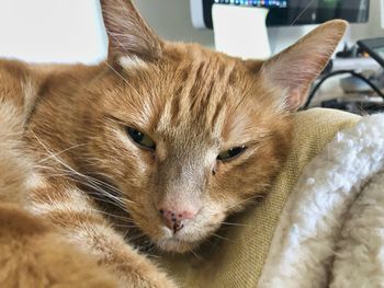 Close-up portrait of a cat