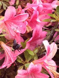 Close-up of pink day lily blooming outdoors
