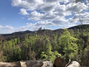 Pine trees in forest against sky