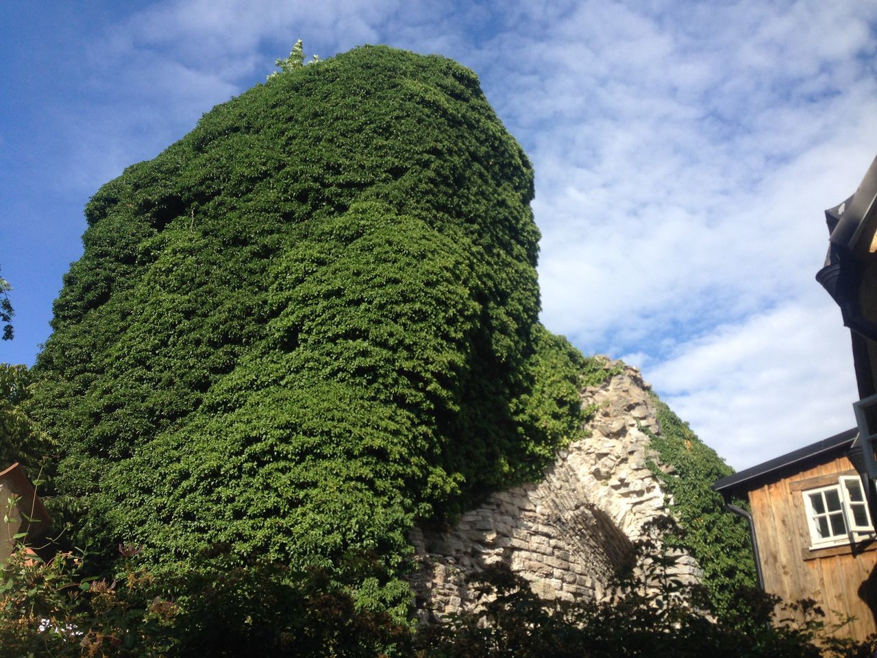 architecture, built structure, low angle view, tree, building exterior, green color, sky, growth, moss, overgrown, lush foliage, creeper plant, day, outdoors, green, nature, cloud - sky, growing, beauty in nature, no people, weathered, creeper