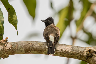 Close-up of bird perching on branch