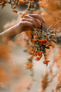 Cropped hand of person holding berries