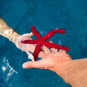 High angle view of red hand holding swimming pool