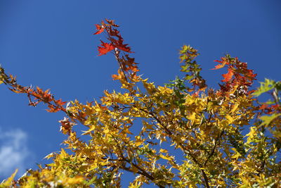 Low angle view of autumnal tree against clear blue sky