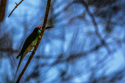 Low angle view of bird perching on branch