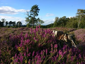 Purple flowers growing on field against sky