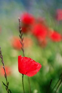 Close-up of red flowering plant during autumn