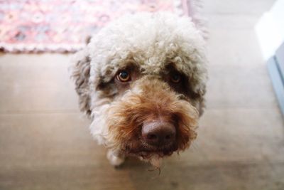 Close-up portrait of dog