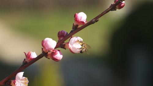 Close-up of pink cherry blossoms in spring