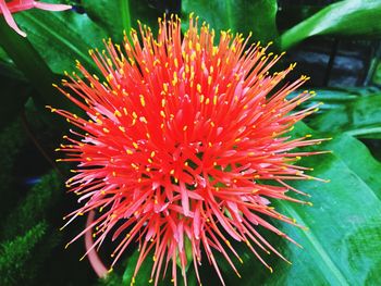 Close-up of red flower