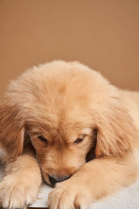 Close-up of puppy sleeping