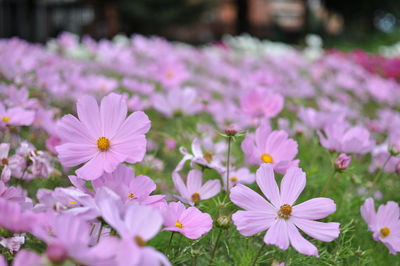 Close-up of pink flowers