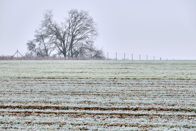 Scenic view of field against clear sky during winter