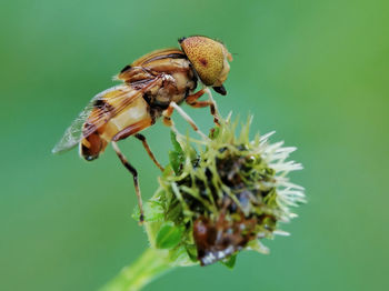 Close-up of bee pollinating on flower