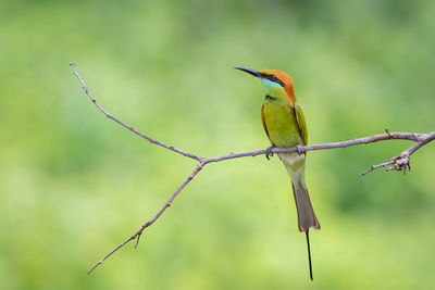 Close-up of bird perching on branch