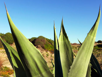 Agave spikes with the background of sand dunes